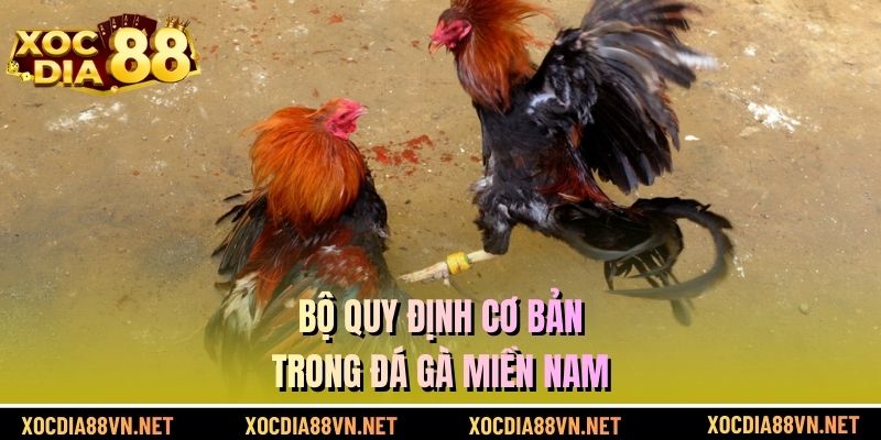 Bộ quy định cơ bản trong đá gà miền Nam