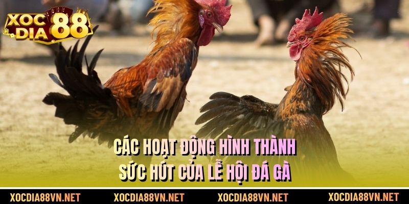Các hoạt động hình thành sức hút của lễ hội đá gà
