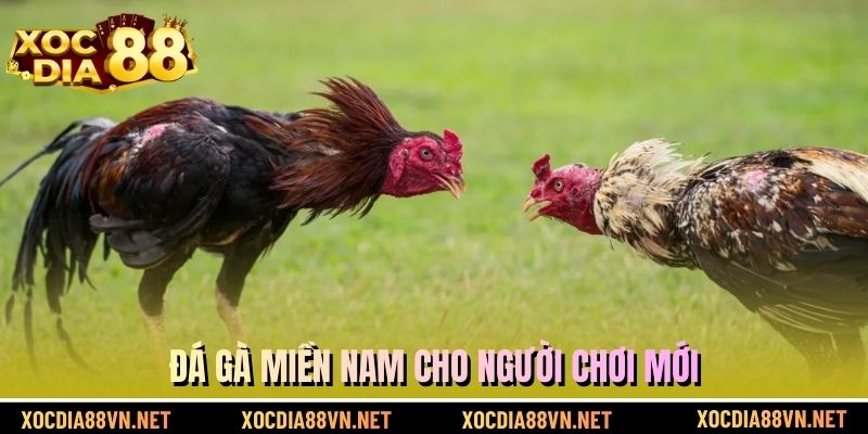Đá gà miền Nam cho người chơi mới