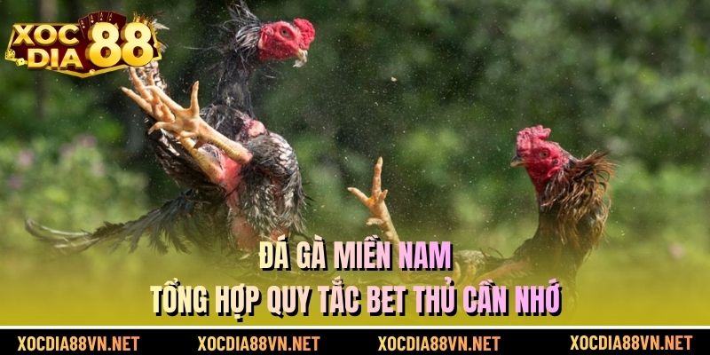 Đá Gà Miền Nam - Tổng Hợp Quy Tắc Bet Thủ Cần Nhớ