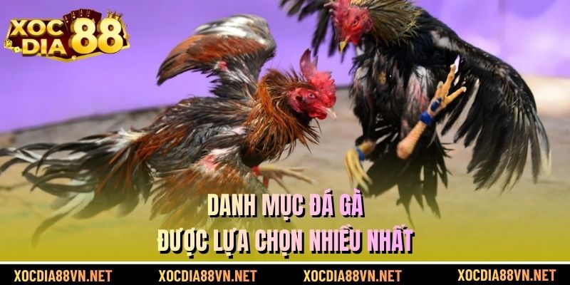 Danh mục đá gà được lựa chọn nhiều nhất