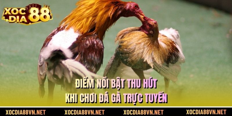Điểm nổi bật thu hút khi chơi đá gà trực tuyến