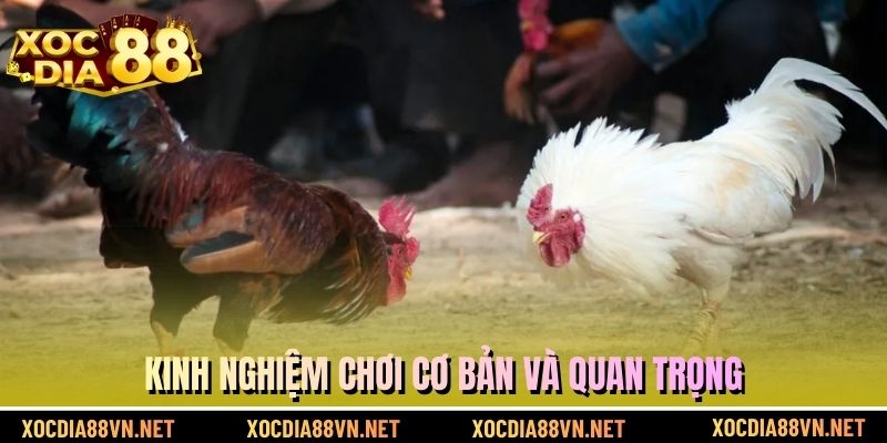 Kinh nghiệm chơi cơ bản và quan trọng