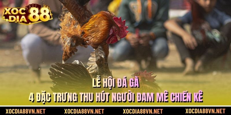 Lễ hội đá gà - 4 đặc trưng thu hút người đam mê chiến kê