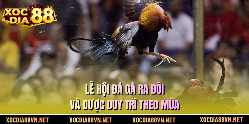 Lễ hội đá gà ra đời và được duy trì theo mùa