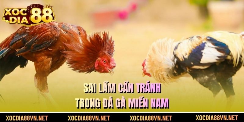 Sai lầm cần tránh trong đá gà miền Nam