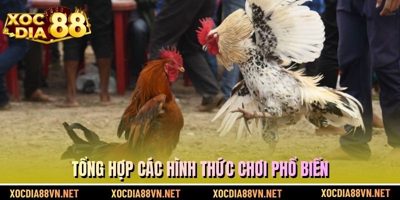 Tổng hợp các hình thức chơi đá gà trực tuyến phổ biến tại XOCDIA88